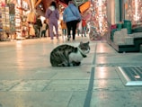 A cat with a mottled fur pattern sits on a tiled floor in an indoor market. Various shops line the sides, displaying colorful textiles, decor items, and other goods. Several people are walking around, some wearing casual clothing.