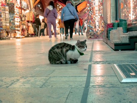 A cat with a mottled fur pattern sits on a tiled floor in an indoor market. Various shops line the sides, displaying colorful textiles, decor items, and other goods. Several people are walking around, some wearing casual clothing.