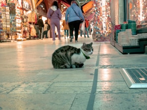 A cat with a mottled fur pattern sits on a tiled floor in an indoor market. Various shops line the sides, displaying colorful textiles, decor items, and other goods. Several people are walking around, some wearing casual clothing.