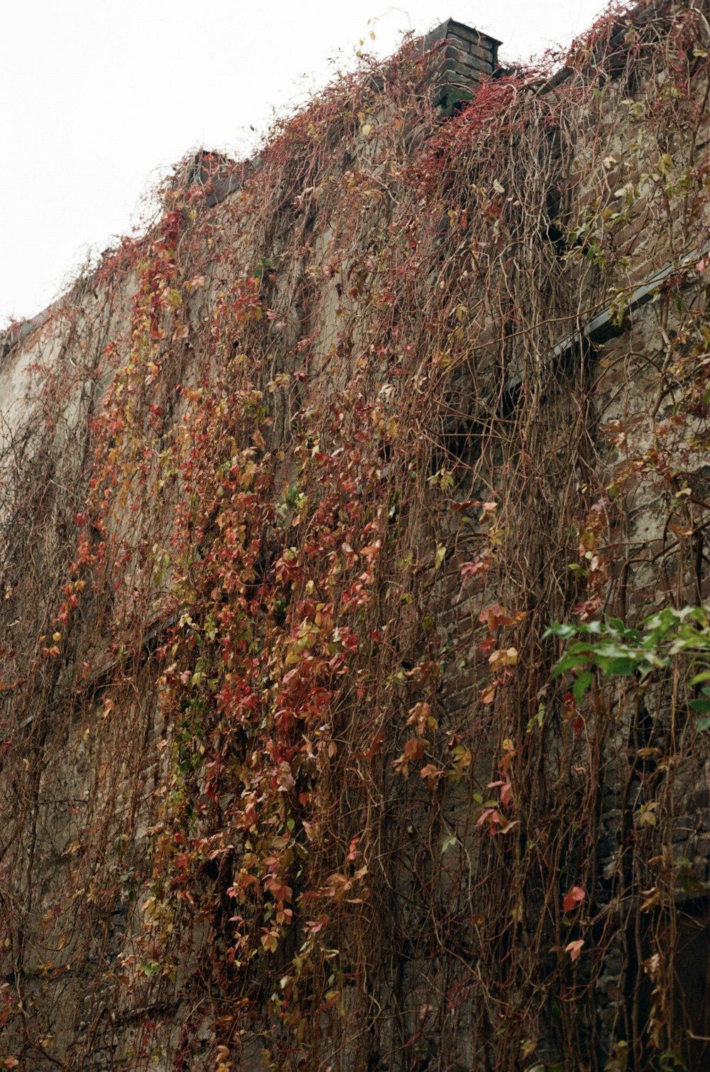 a very tall building covered in vines and vines