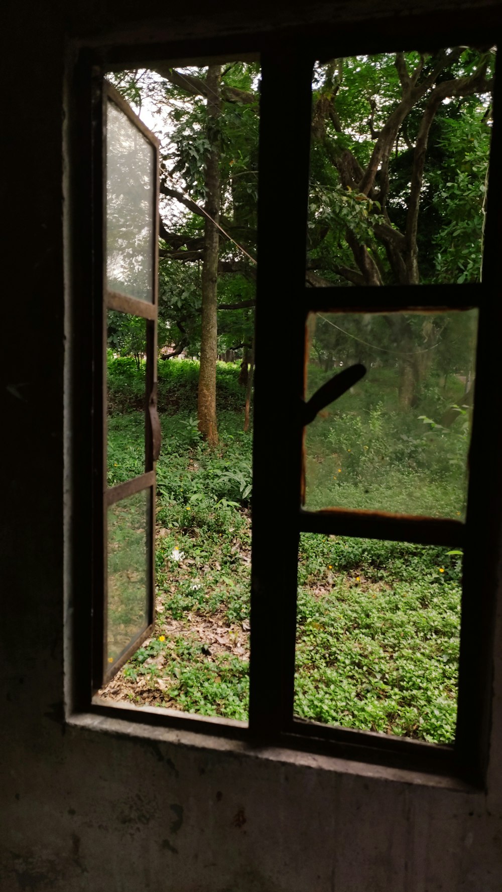 a window with a view of a forest outside