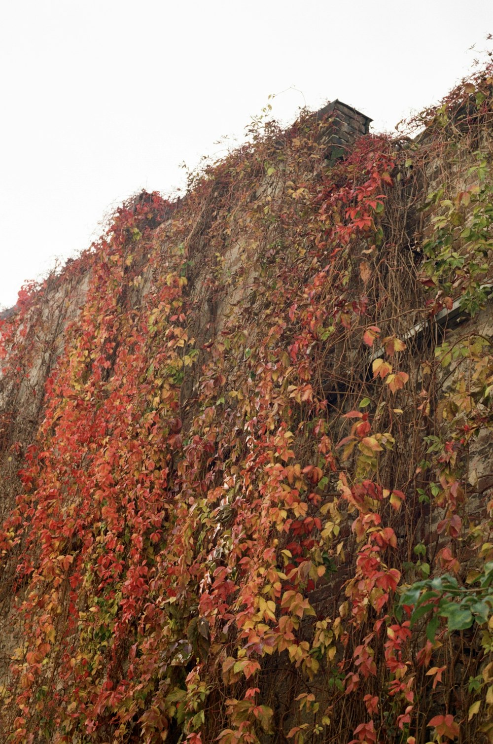 a very tall building covered in lots of vines