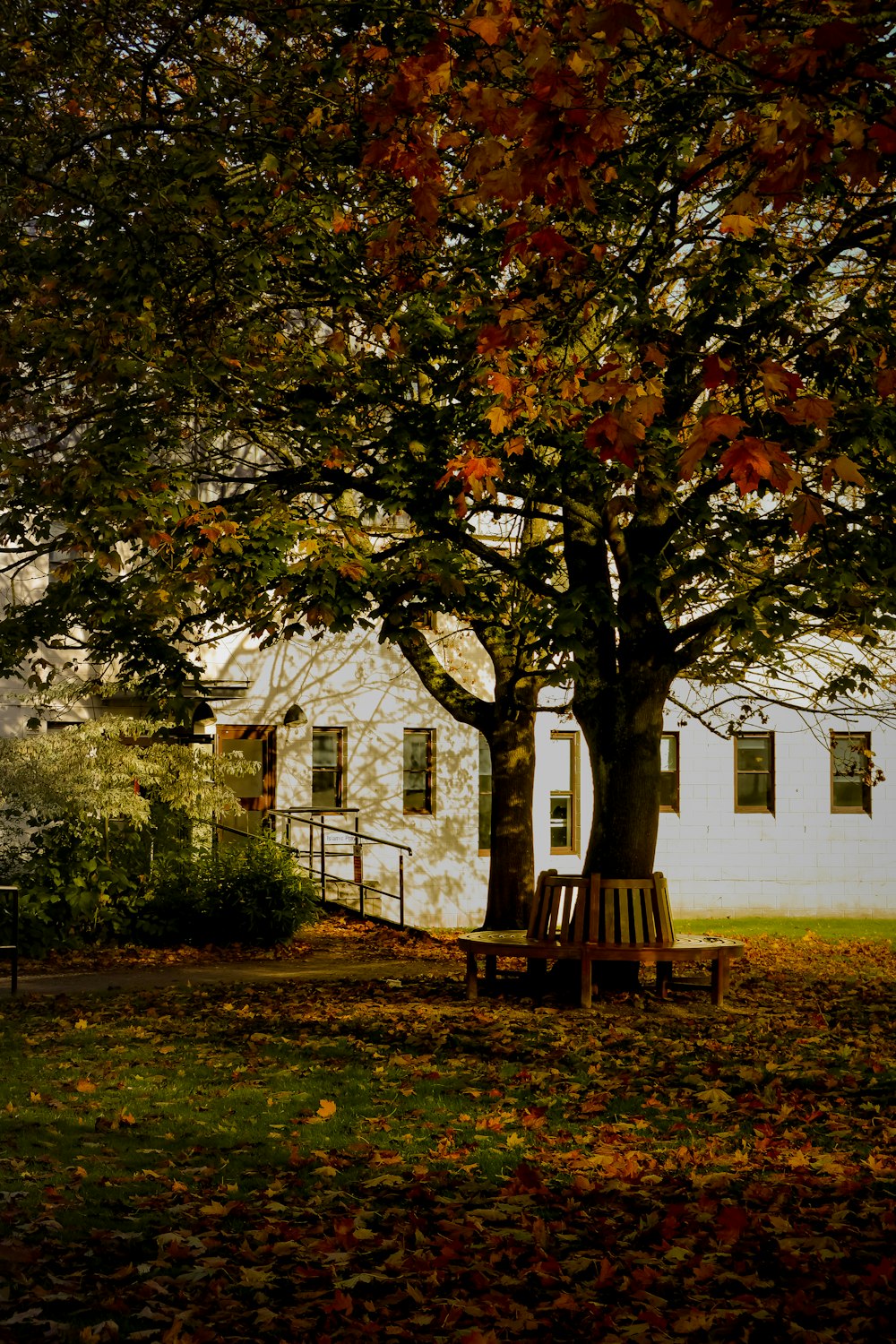 una panchina sotto un albero di fronte a una casa