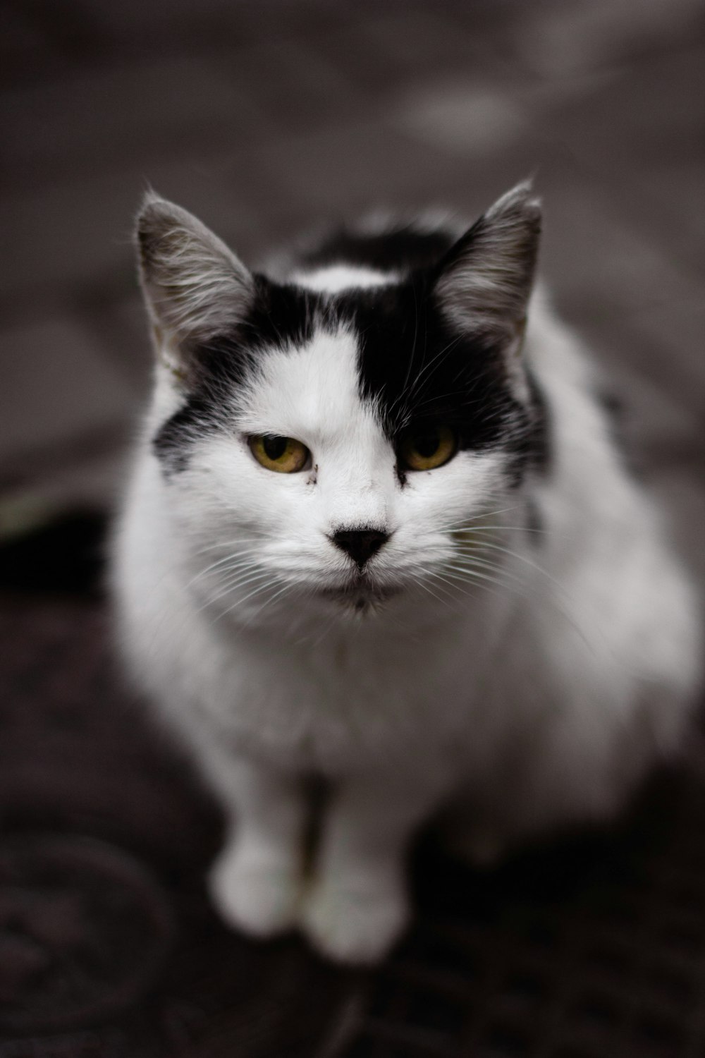 a black and white cat sitting on the ground