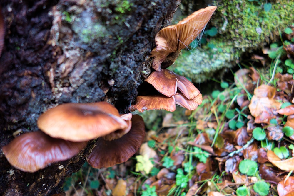 a group of mushrooms growing on the side of a tree