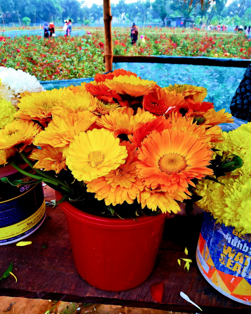 a red bucket filled with yellow and orange flowers