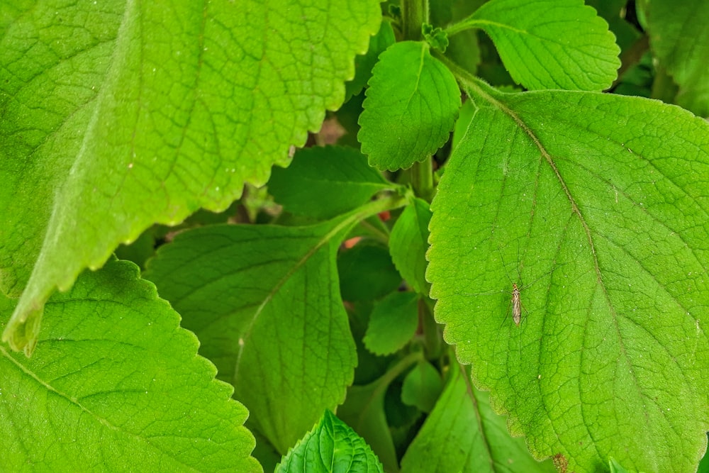 a close up of a green leafy plant