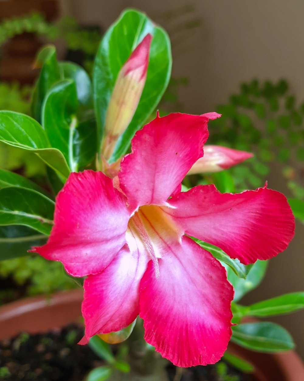 a pink flower with green leaves in a pot