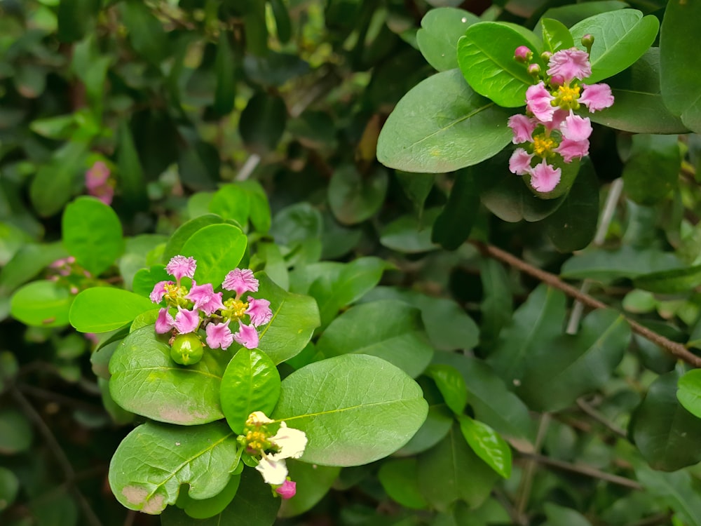 a group of small pink flowers surrounded by green leaves