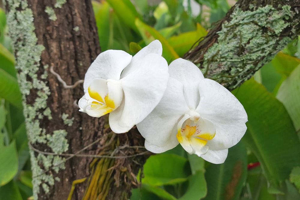 a couple of white flowers sitting on top of a tree
