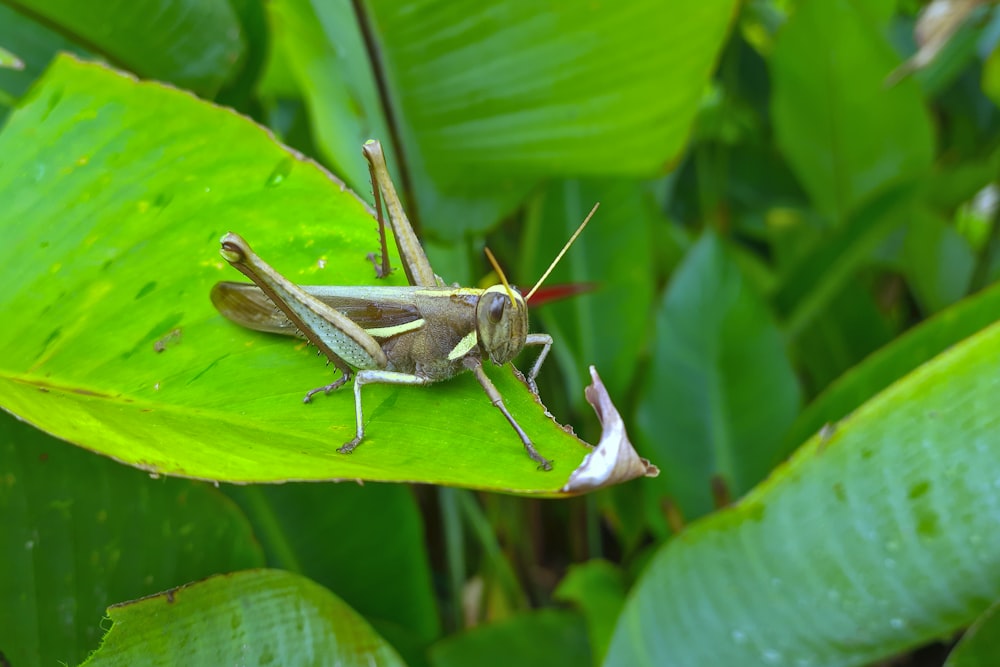 a close up of a grasshopper on a leaf