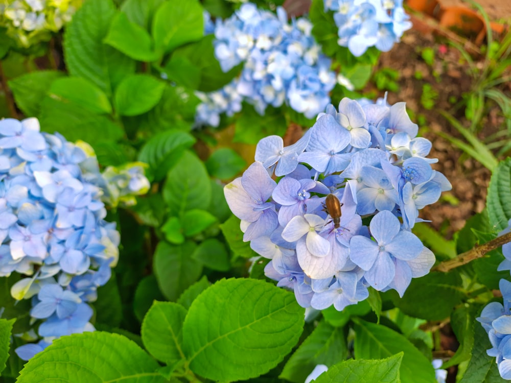 a group of blue flowers with green leaves