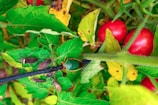 A collection of vivid green leaves, some of which are tarnished with yellow spots, surround several bright red tomatoes on a vine. Various insects, including some brown shield bugs, are perched on the leaves and a black cable that runs through the foliage.