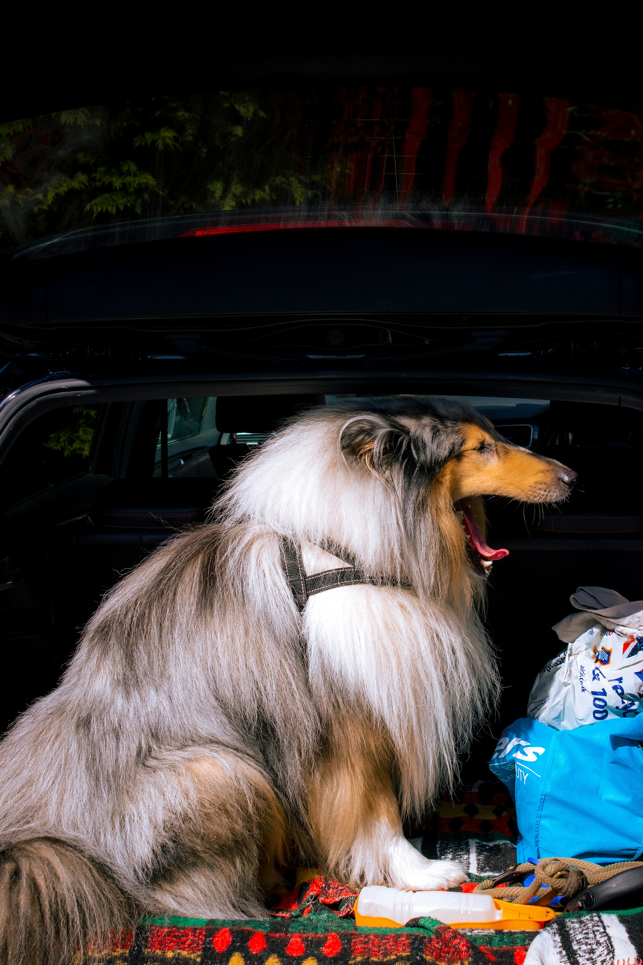 Deluxe Travel Kennel
