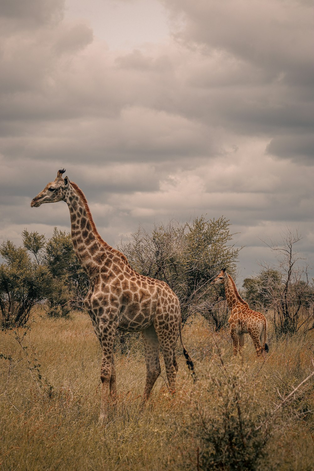 a couple of giraffe standing on top of a grass covered field