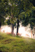A panoramic view of a serene forest clearing at sunrise with deer grazing.