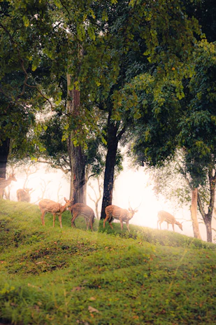 A panoramic view of a serene forest clearing at sunrise with deer grazing.