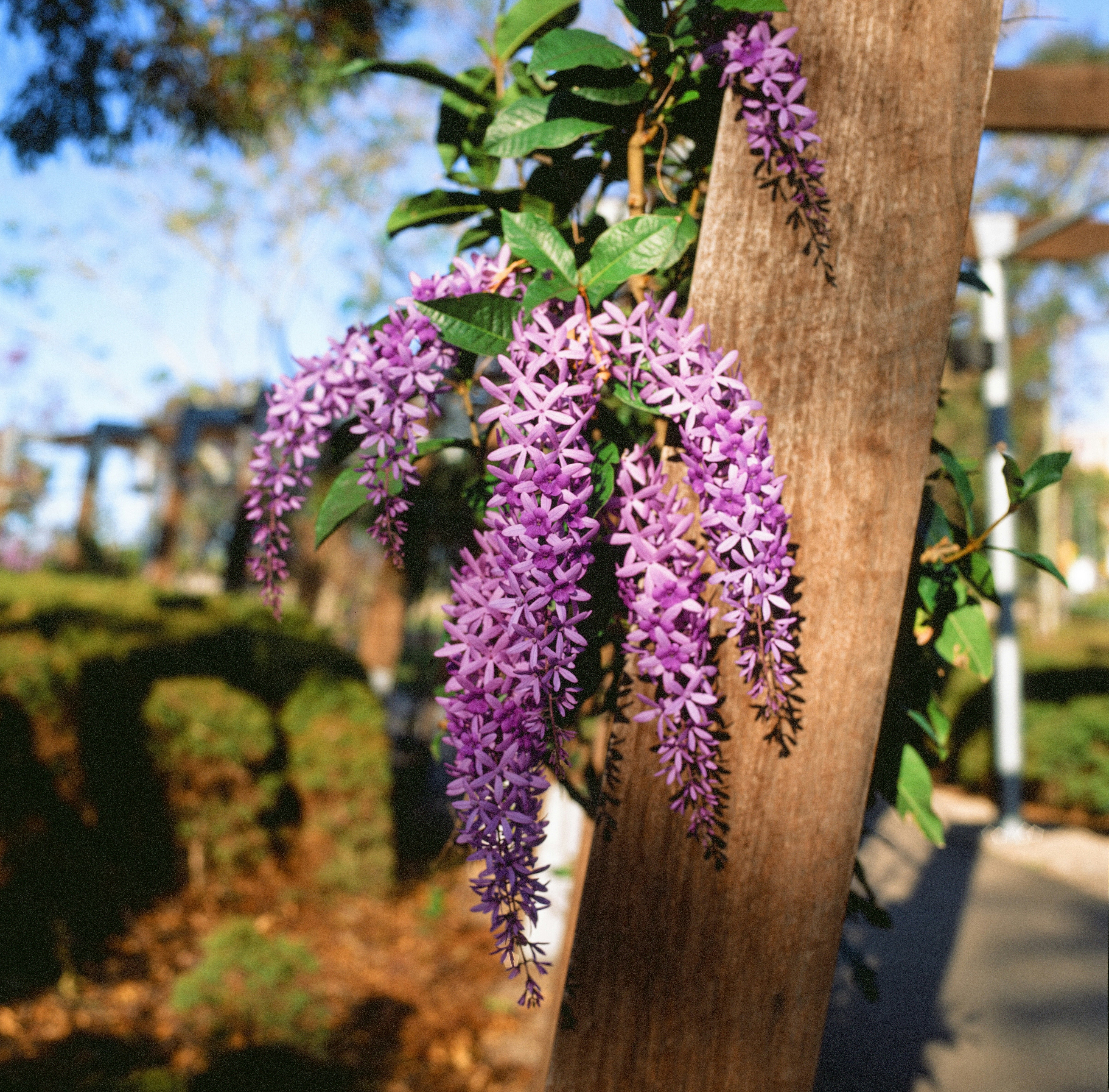 purple flowers are growing on a wooden post