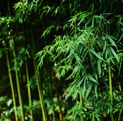a bunch of bamboo trees that are next to each other