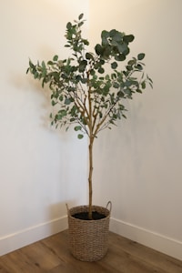 Olive Tree Luxe