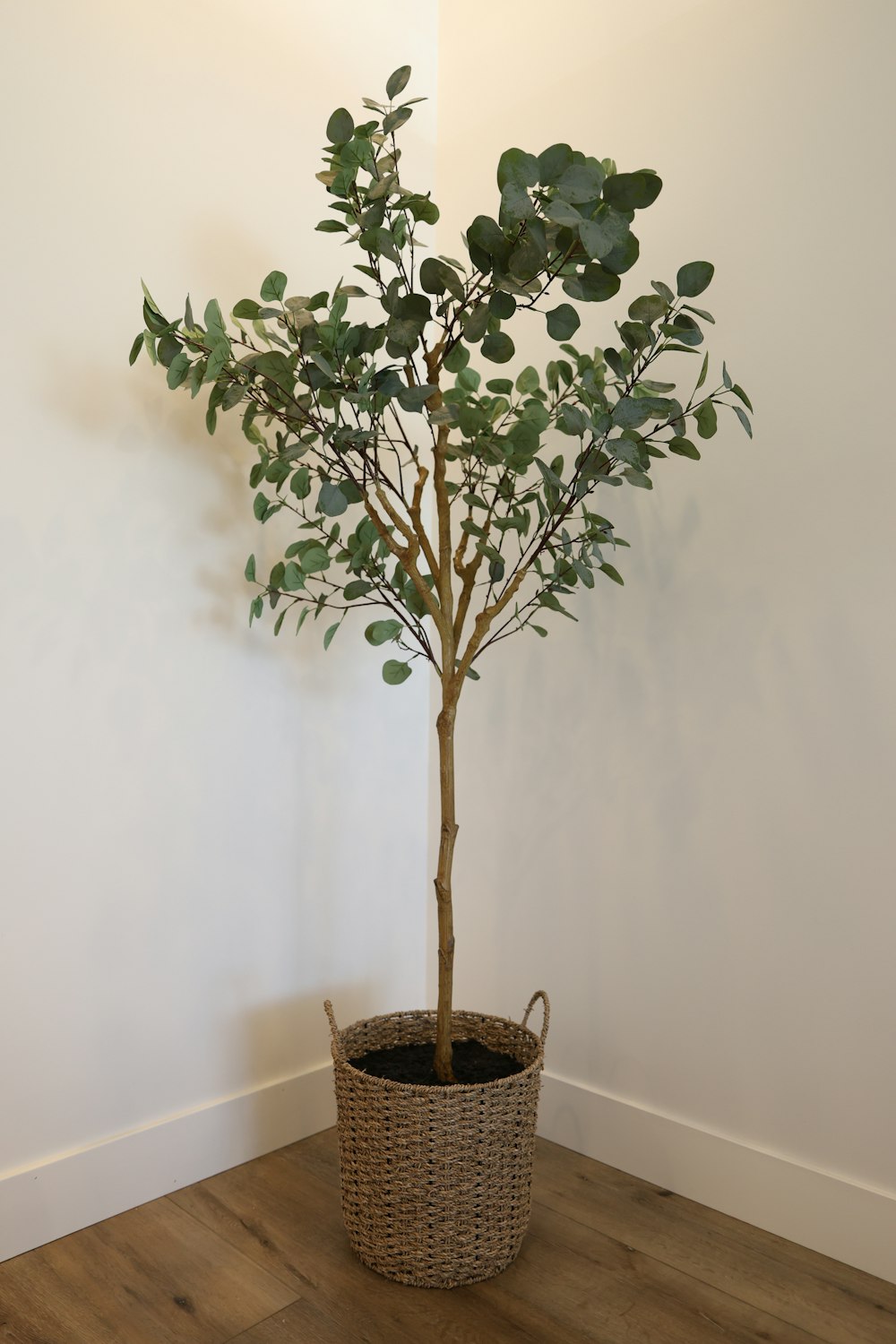 a plant in a basket on a wooden floor