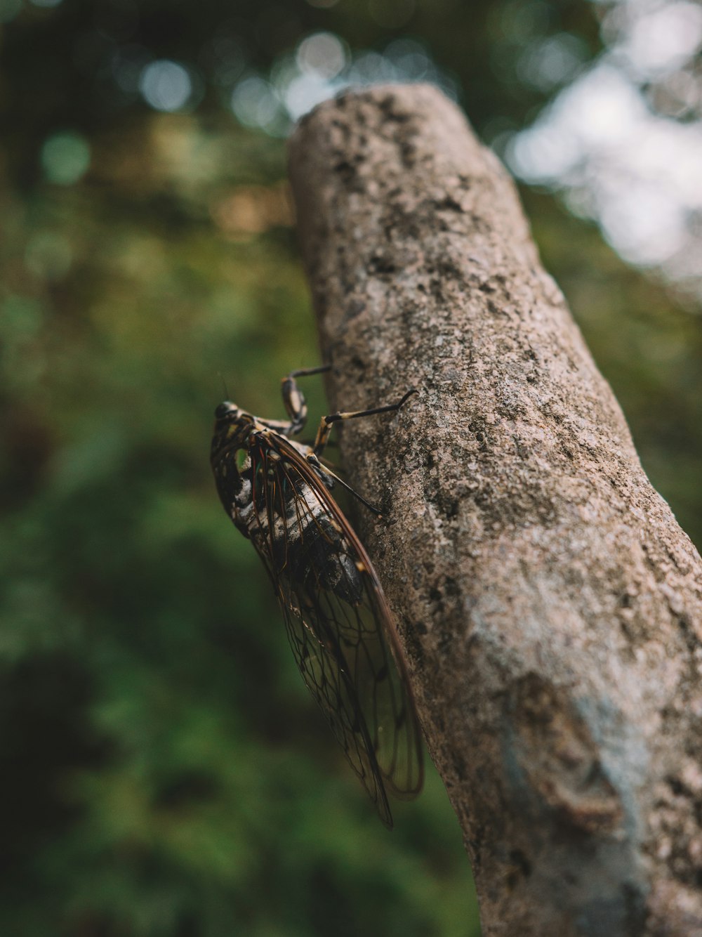 a close up of a bug on a tree branch