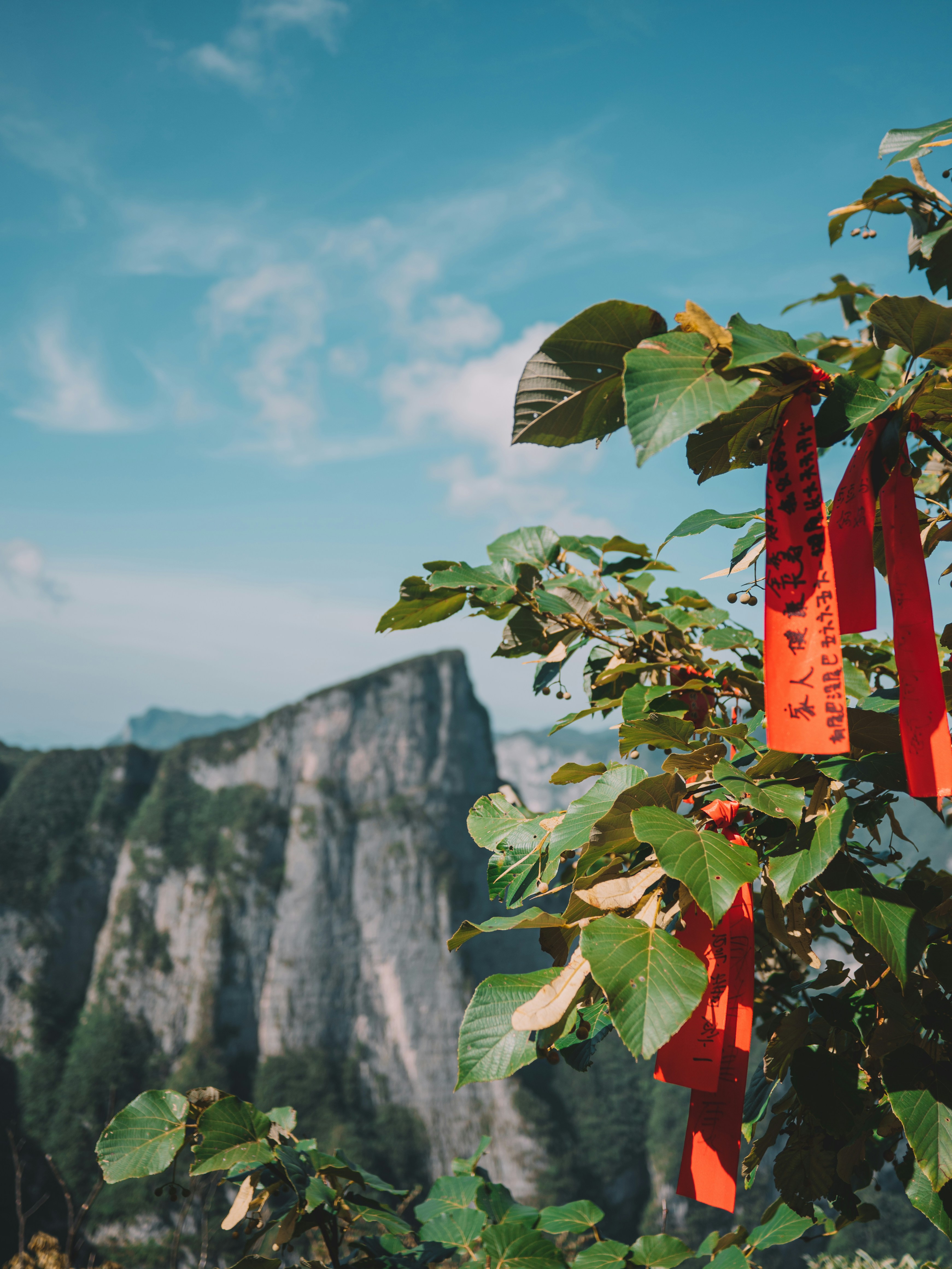 A tree with red ribbons hanging from it's branches photo – Free Tianmen ...