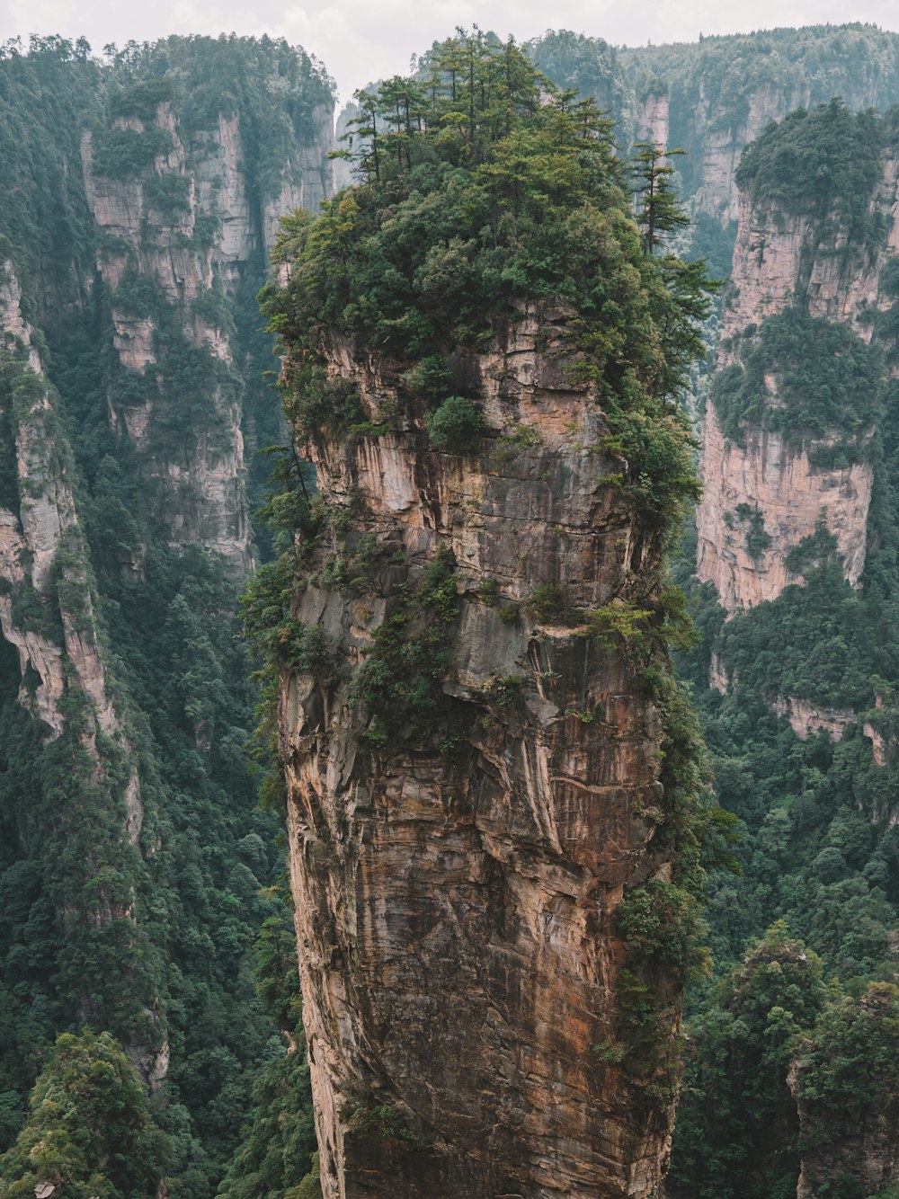 a large rock with trees growing out of it