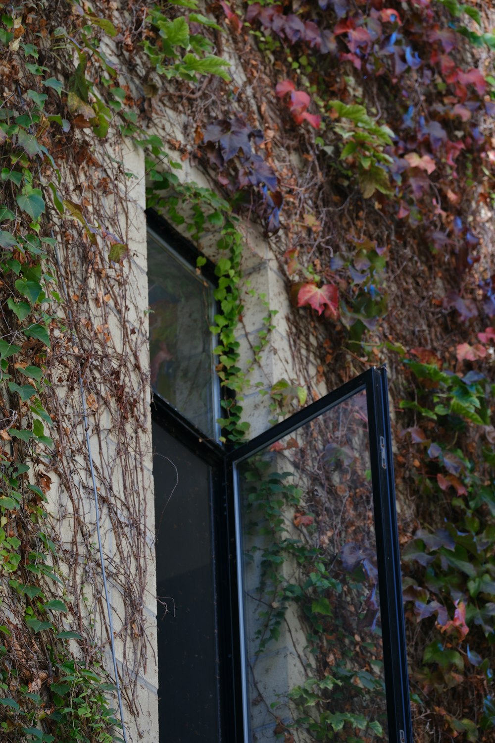 a window with vines growing up the side of it