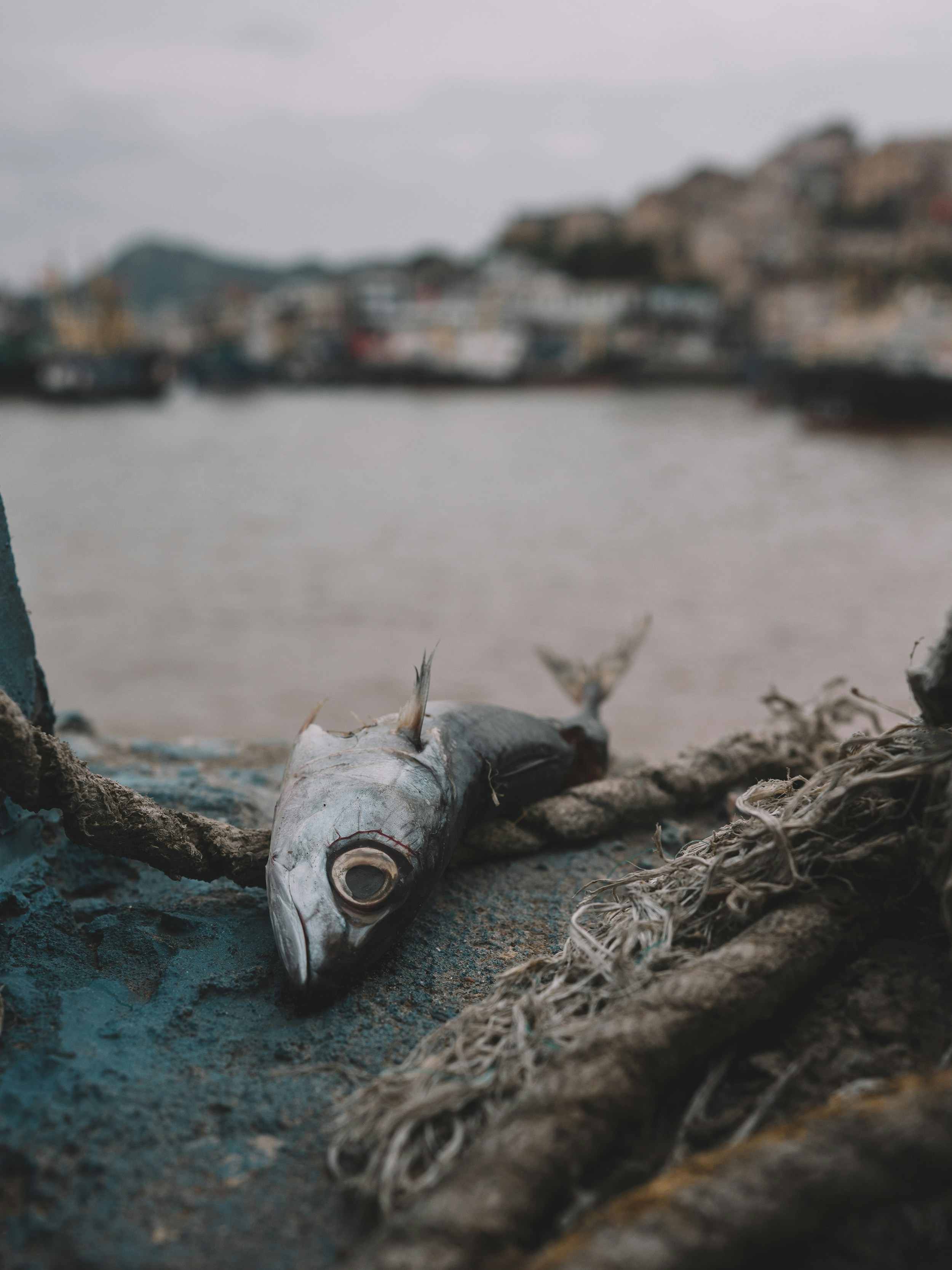 ikan mati di atas tali di sebelah badan air