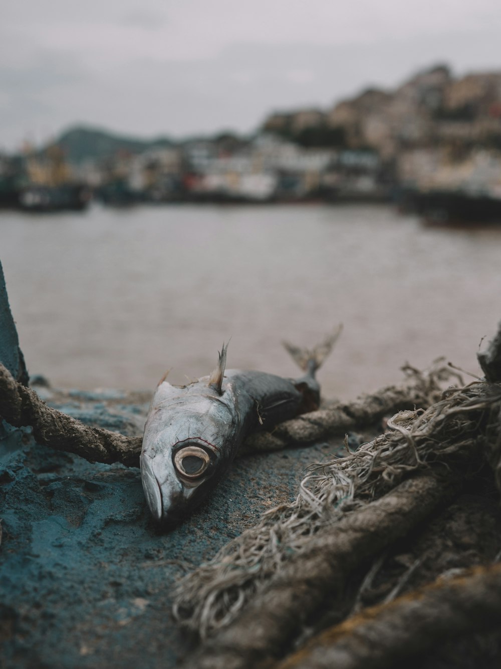 a dead fish on a rope next to a body of water