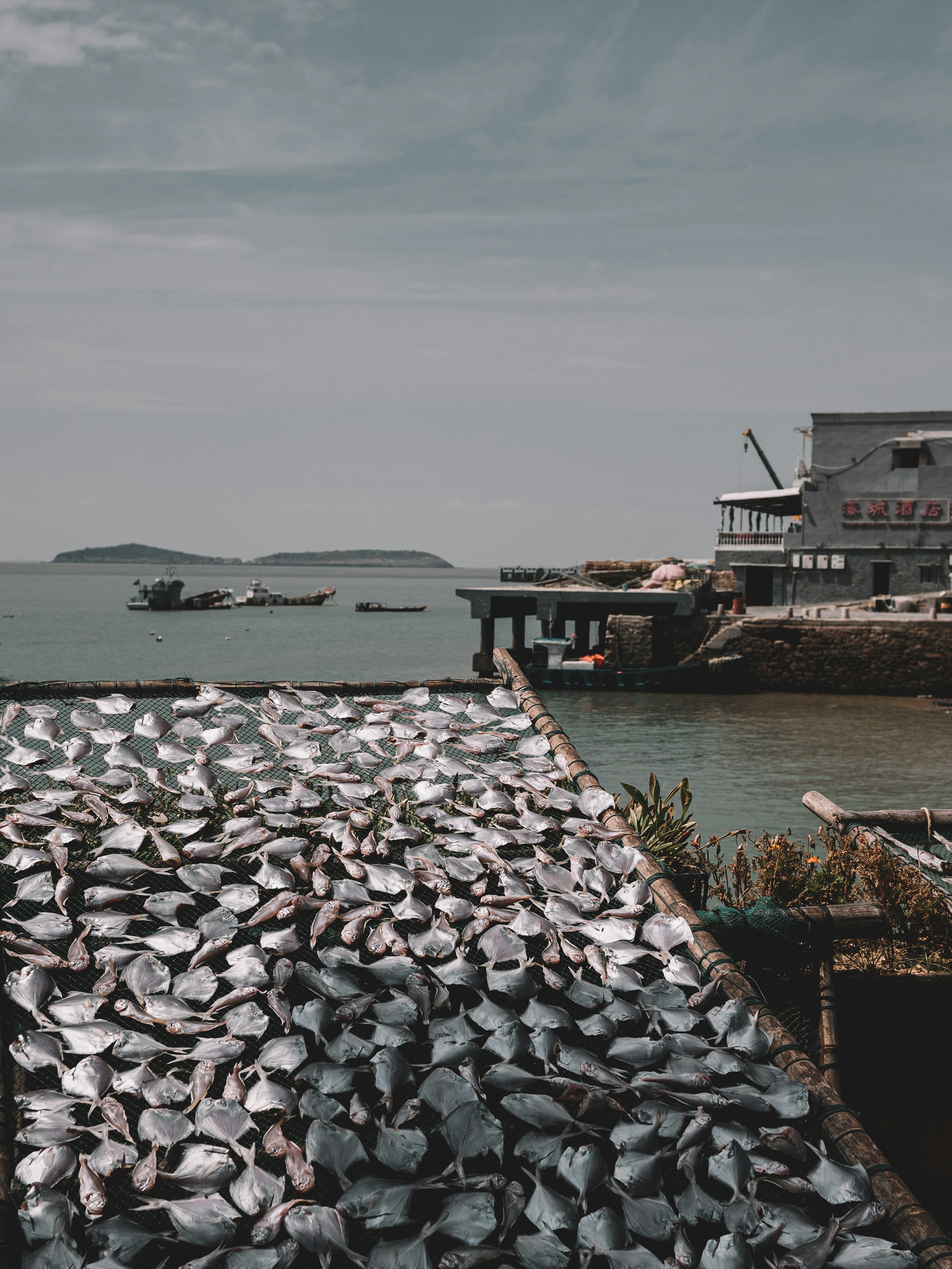 a bunch of fish that are laying on the ground