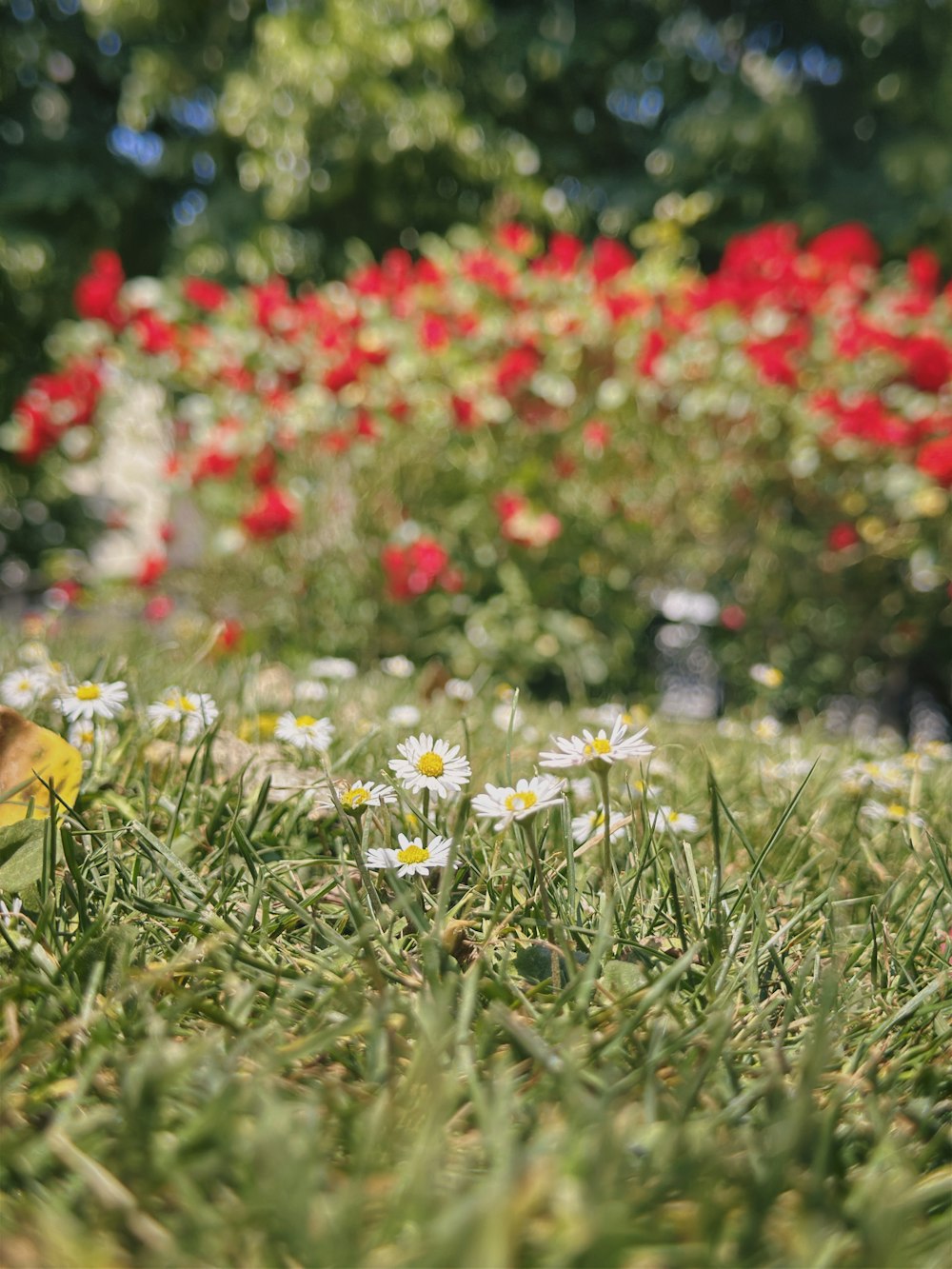 a field of flowers and grass with a bird in the foreground