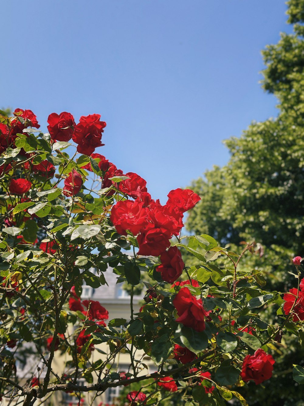 a bush of red roses with a building in the background