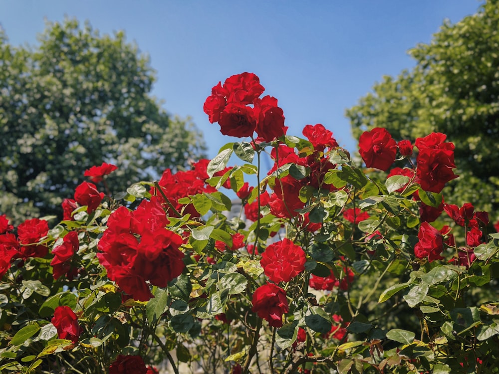 a bush of red roses with green leaves