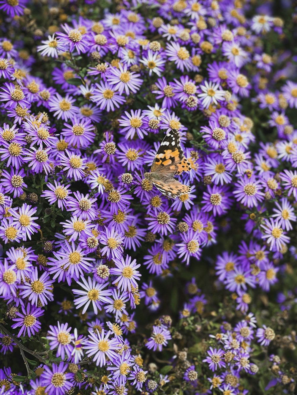 a butterfly sitting on top of a bunch of purple flowers