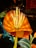 Brightly lit, large-scale floral sculptures with vibrant colors, including orange, yellow, and blue, glow in a nighttime setting. The flowers exhibit a lantern-like design with intricate details in their petals and stems.