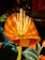 Brightly lit, large-scale floral sculptures with vibrant colors, including orange, yellow, and blue, glow in a nighttime setting. The flowers exhibit a lantern-like design with intricate details in their petals and stems.