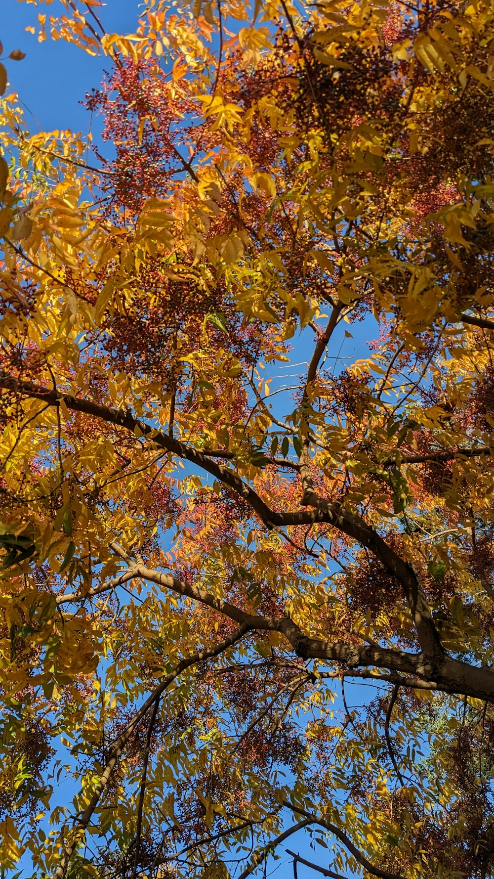 the leaves of a tree are changing colors in the fall