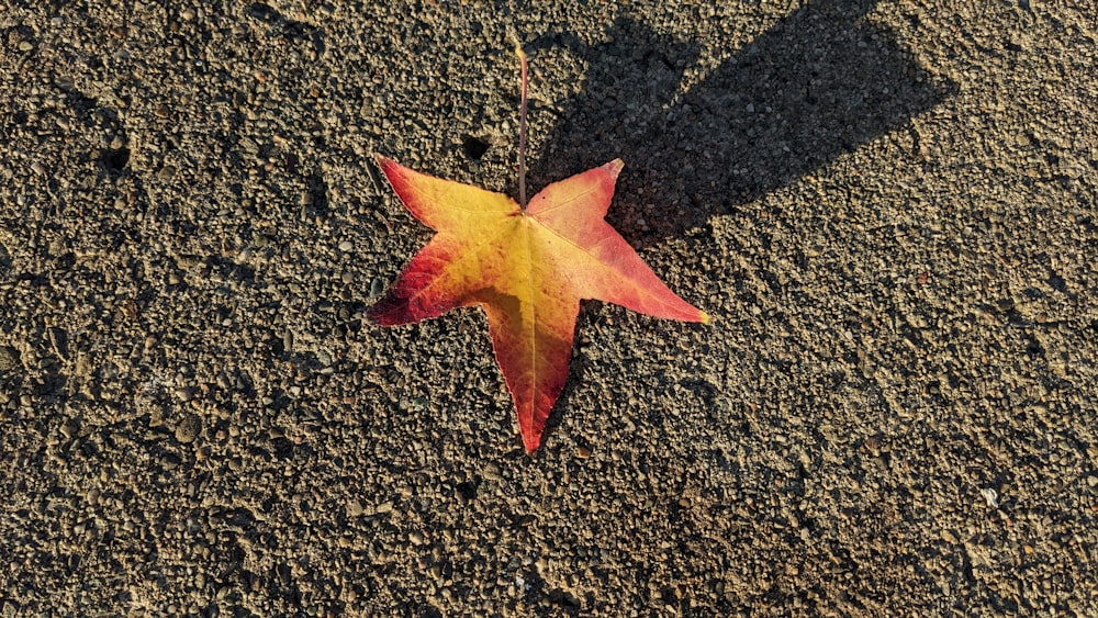 a single leaf laying on the ground