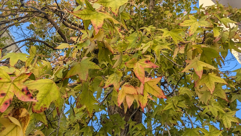 the leaves of a tree are changing colors