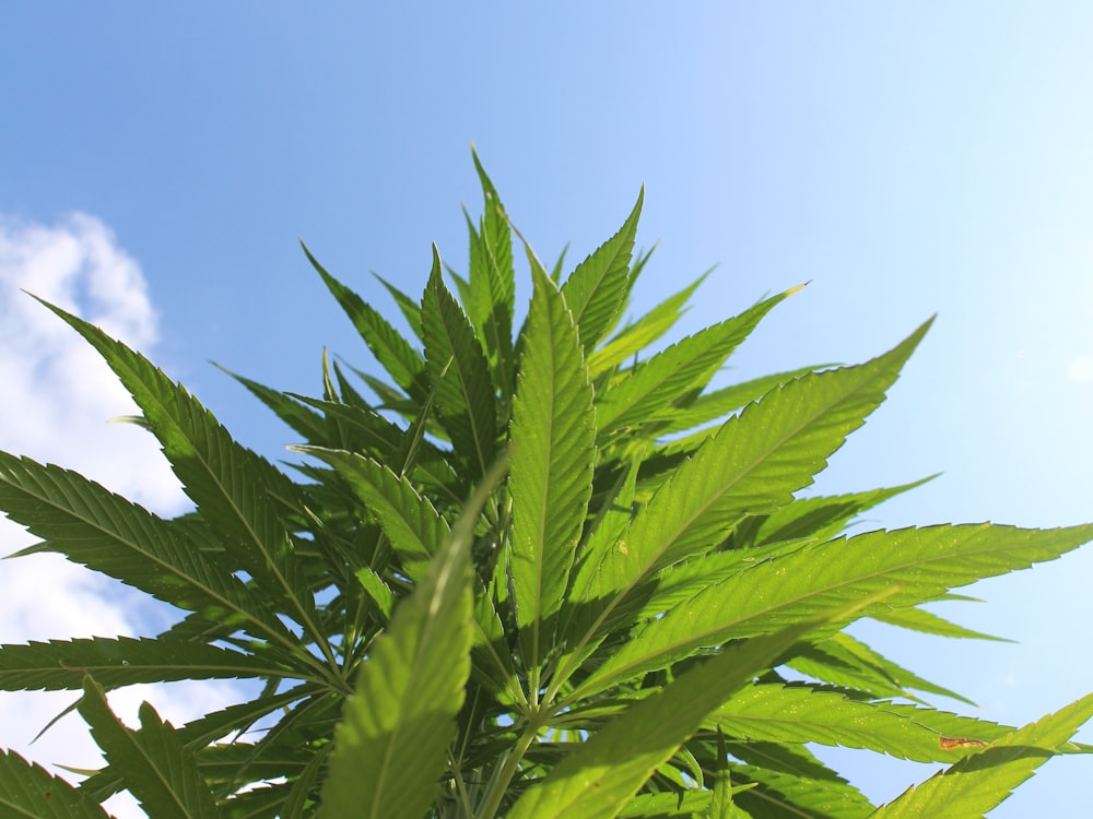 a close up of a green plant with a blue sky in the background