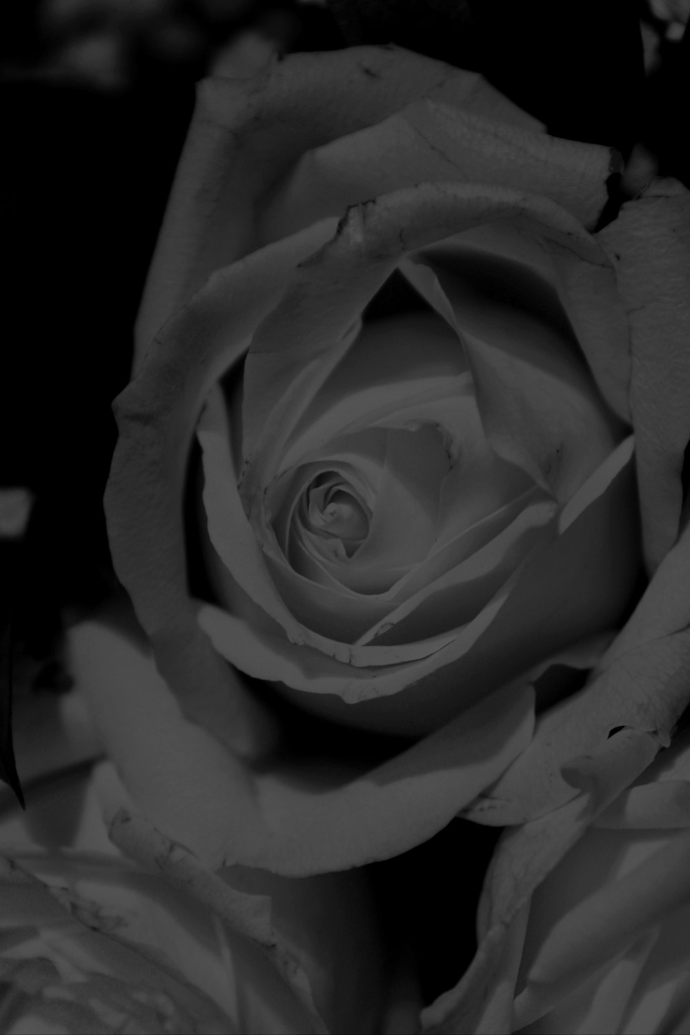 Una foto in bianco e nero di una rosa