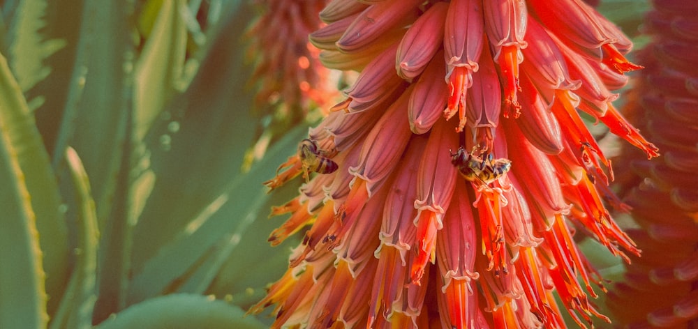 a close up of a red flower with green leaves