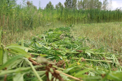 A field filled with rows of tall, green plants, possibly hemp or a similar crop. The foreground shows a row of plants that have been harvested, lying on the ground. The scene is set in an open area with a backdrop of dense foliage and trees.