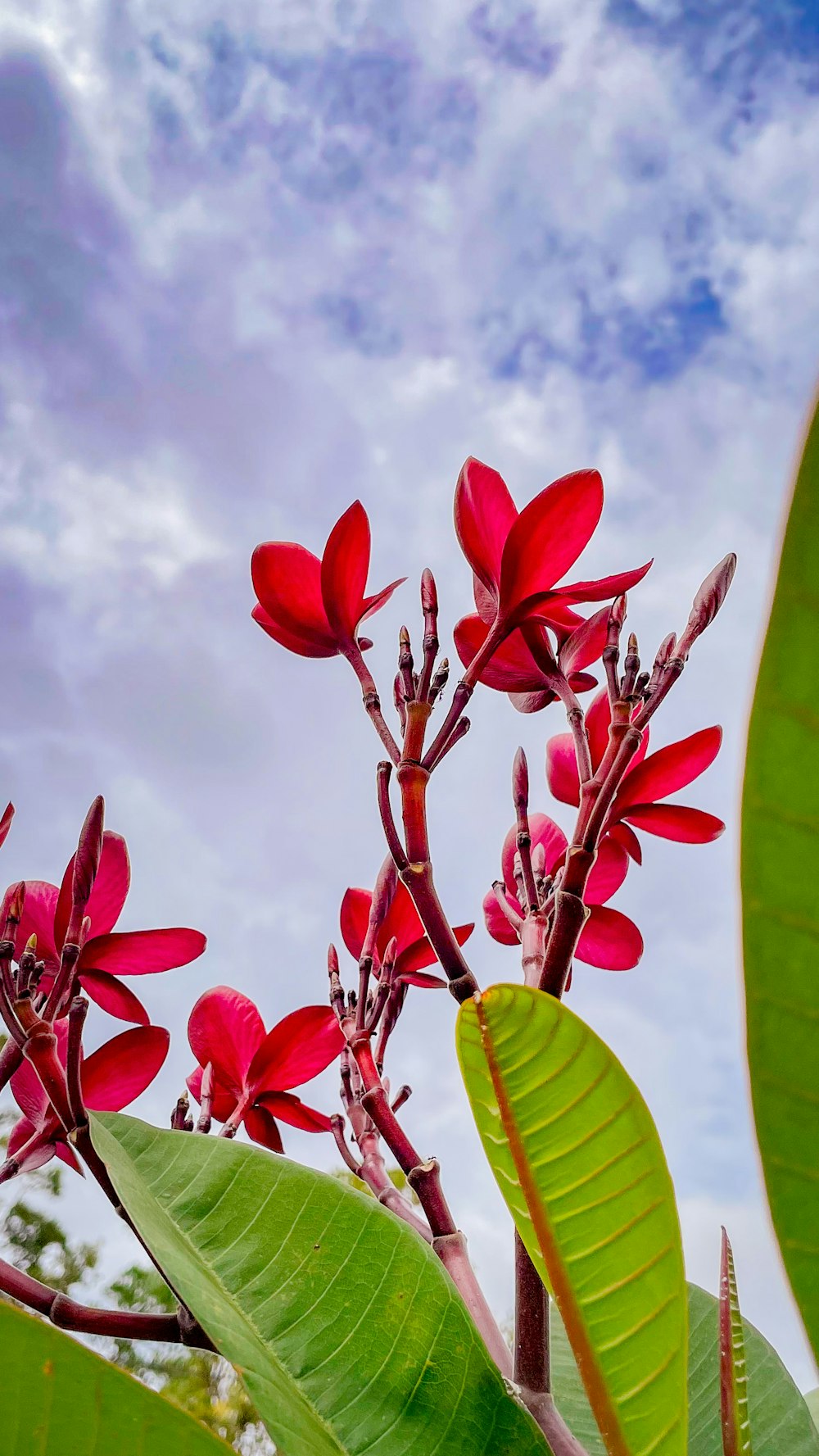 a tree with red flowers and green leaves