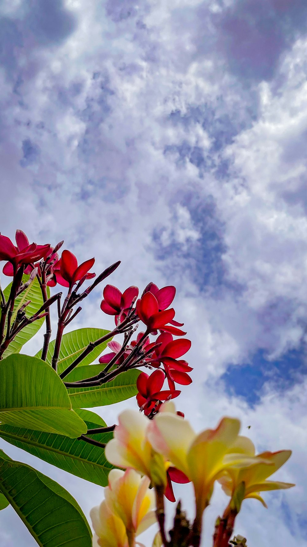 a bunch of red and yellow flowers on a tree