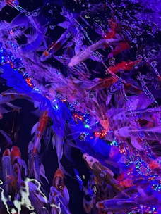 A vibrant underwater scene filled with a multitude of koi fish swimming beneath the surface. The water is illuminated by glowing blue, purple, and red lights, reflecting and creating a mesmerizing pattern. The fish vary in color, including orange, white, and grey, and their scales shimmer under the lighting.
