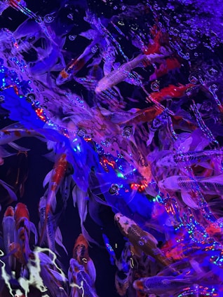 A vibrant underwater scene filled with a multitude of koi fish swimming beneath the surface. The water is illuminated by glowing blue, purple, and red lights, reflecting and creating a mesmerizing pattern. The fish vary in color, including orange, white, and grey, and their scales shimmer under the lighting.