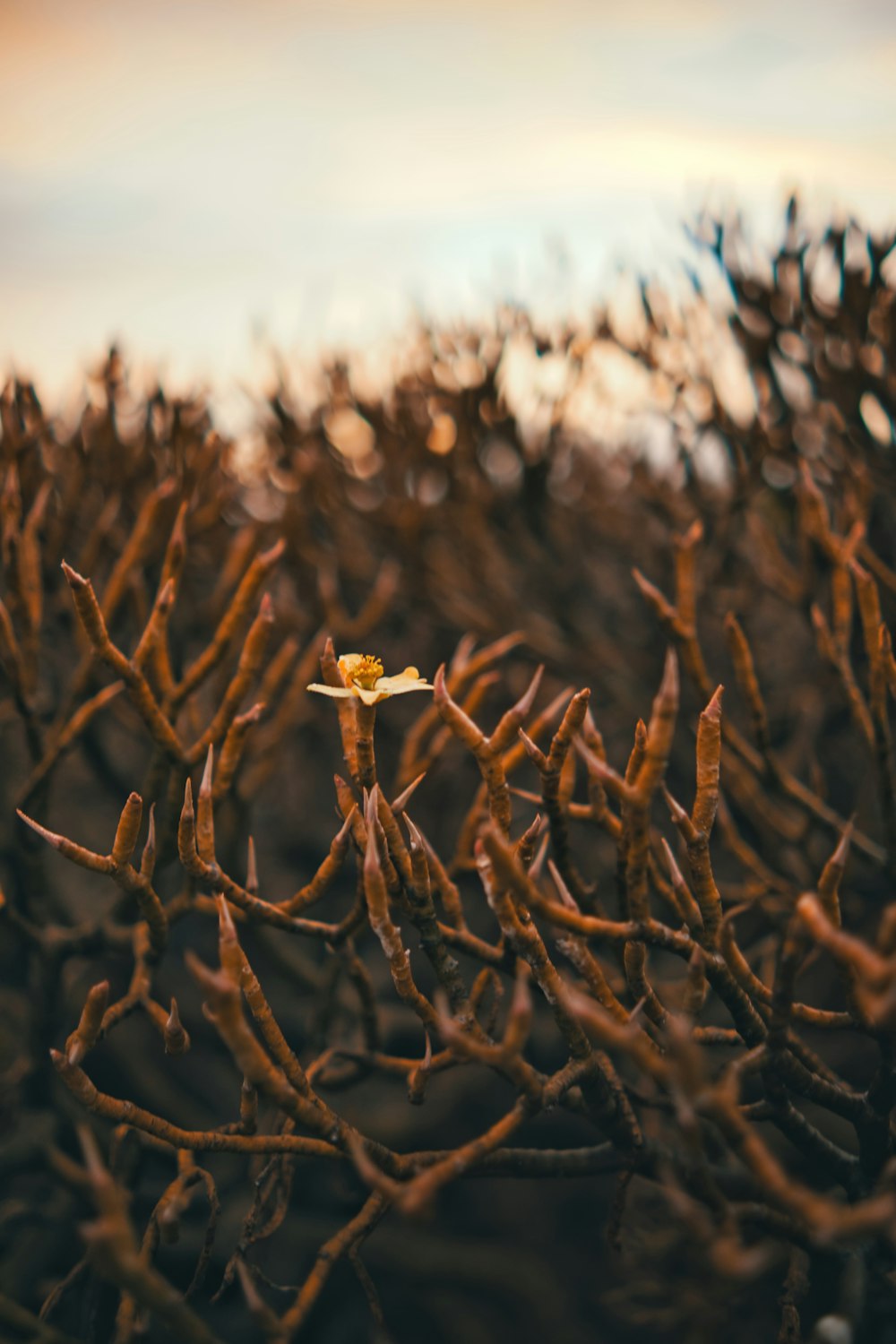 a small yellow flower sitting on top of a tree